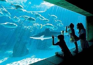 Harborside Resort at Atlantis Aquarium