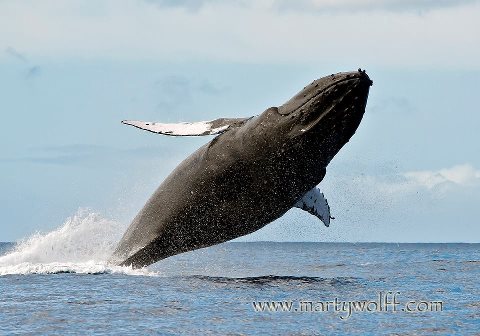 Pacific Whale Foundation’s 2015 Great Whale Count